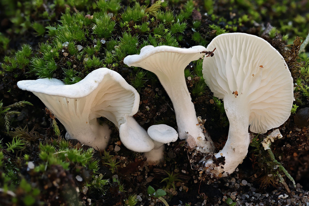 Clitopilus scyphoides