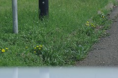 Plantago lanceolata