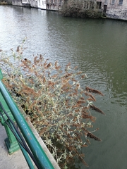 Buddleja davidii