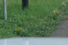 Plantago lanceolata