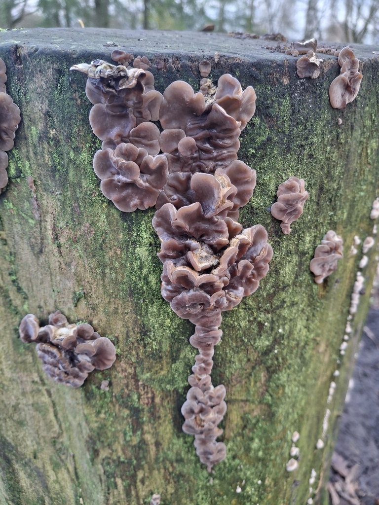 Auricularia mesenterica · November 2025 · photo: © paulround1985 (iNaturalist, cc0)