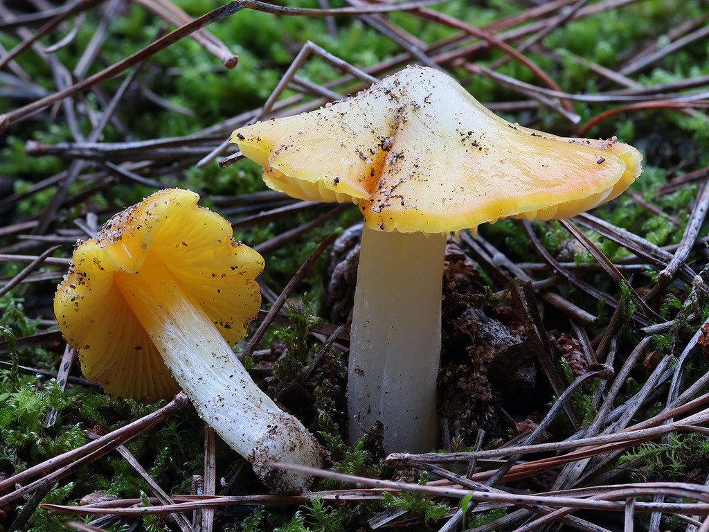Hygrocybe aurantiolutescens