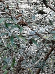 Buddleja davidii