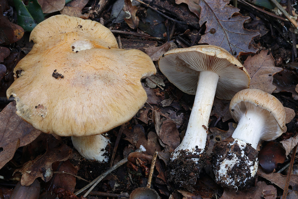 Thaxterogaster talus