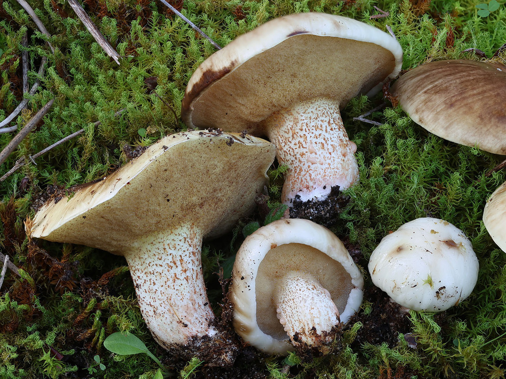 Suillus bellinii · November 2025 · photo: © mycobel (iNaturalist, cc-by)