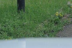 Plantago lanceolata