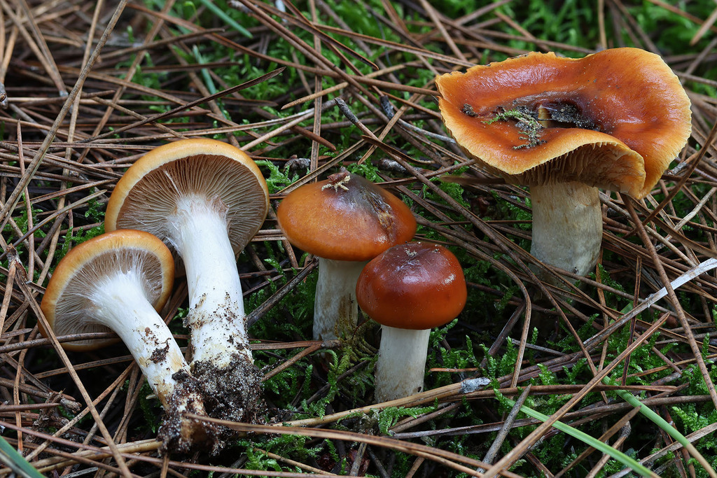 Cortinarius mucosus · November 2025 · photo: © mycobel (iNaturalist, cc-by)