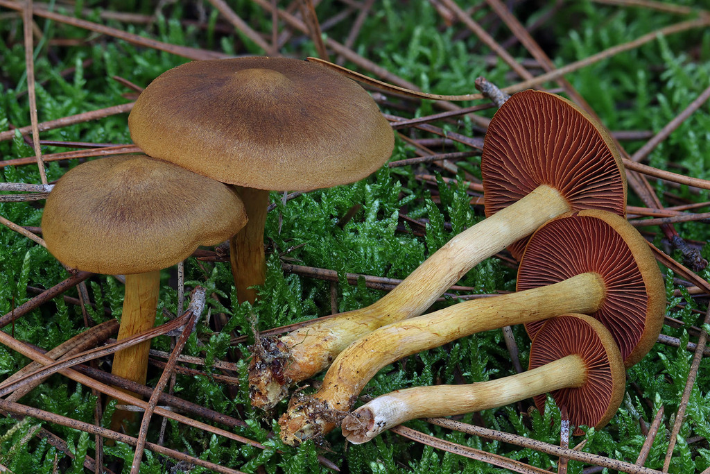Cortinarius semisanguineus · November 2025 · photo: © mycobel (iNaturalist, cc-by)