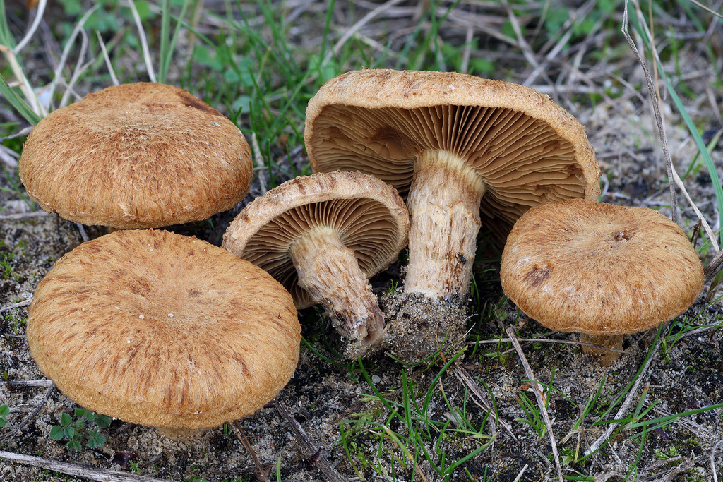Mallocybe heimii · November 2025 · photo: © mycobel (iNaturalist, cc-by)