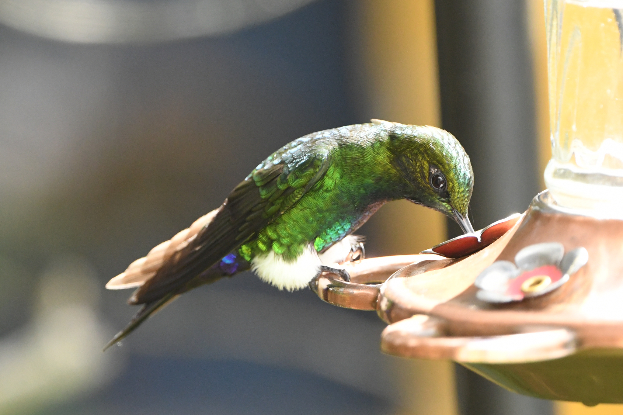 Glowing Puffleg (Eriocnemis vestita), photo 5