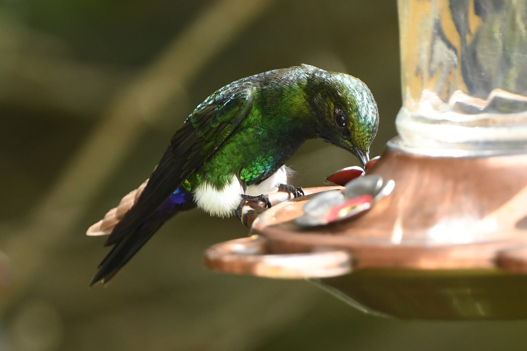 Glowing Puffleg (Eriocnemis vestita), photo 3