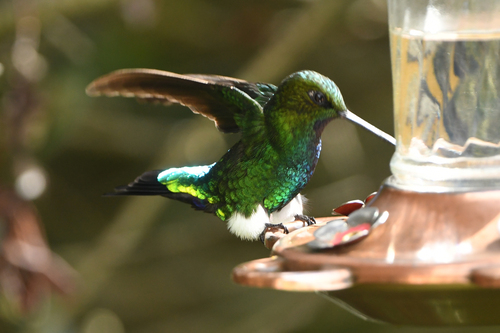 Glowing Puffleg (Eriocnemis vestita), photo 2