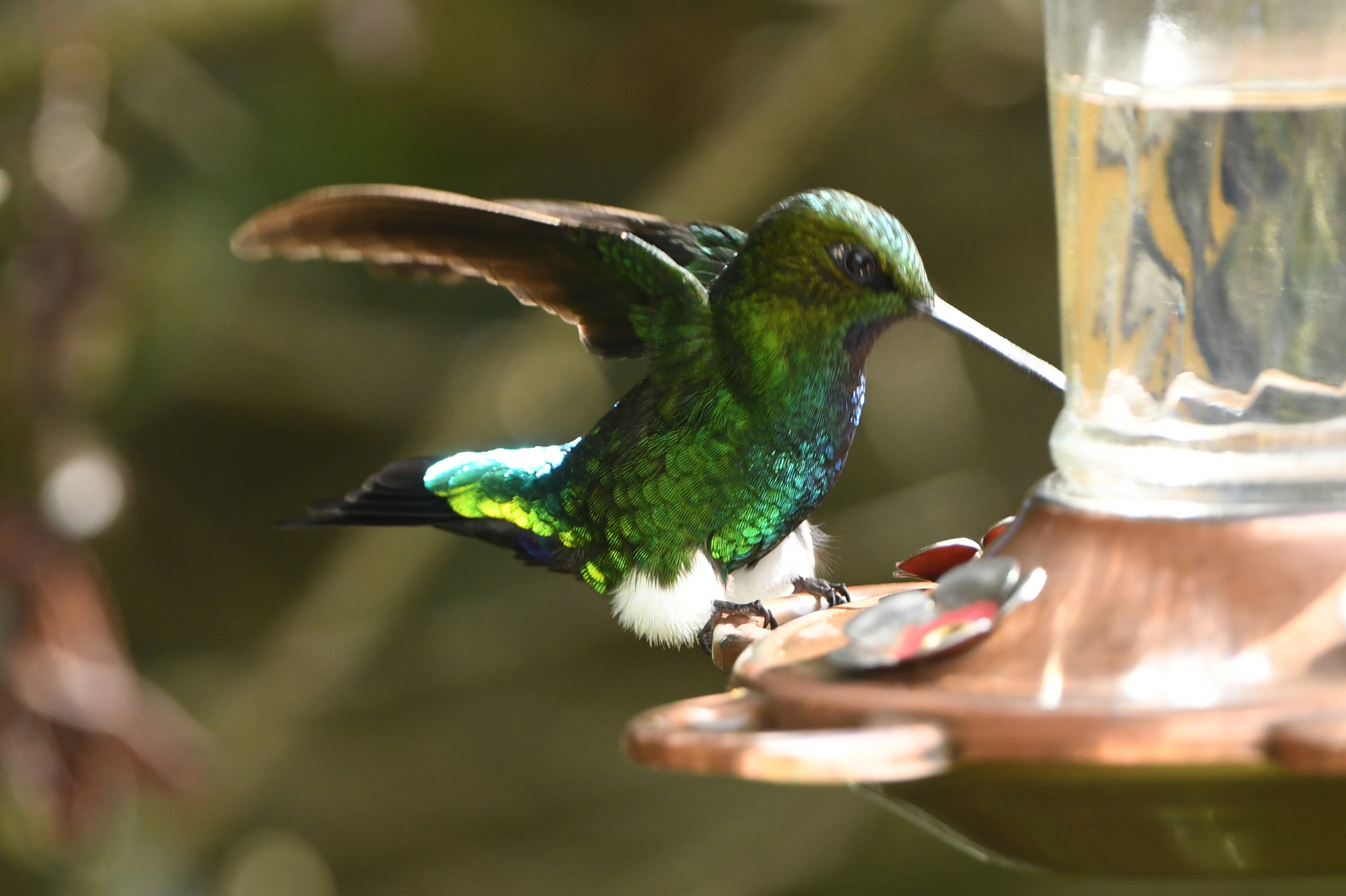 Glowing Puffleg (Eriocnemis vestita), photo 2