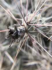Grusonia