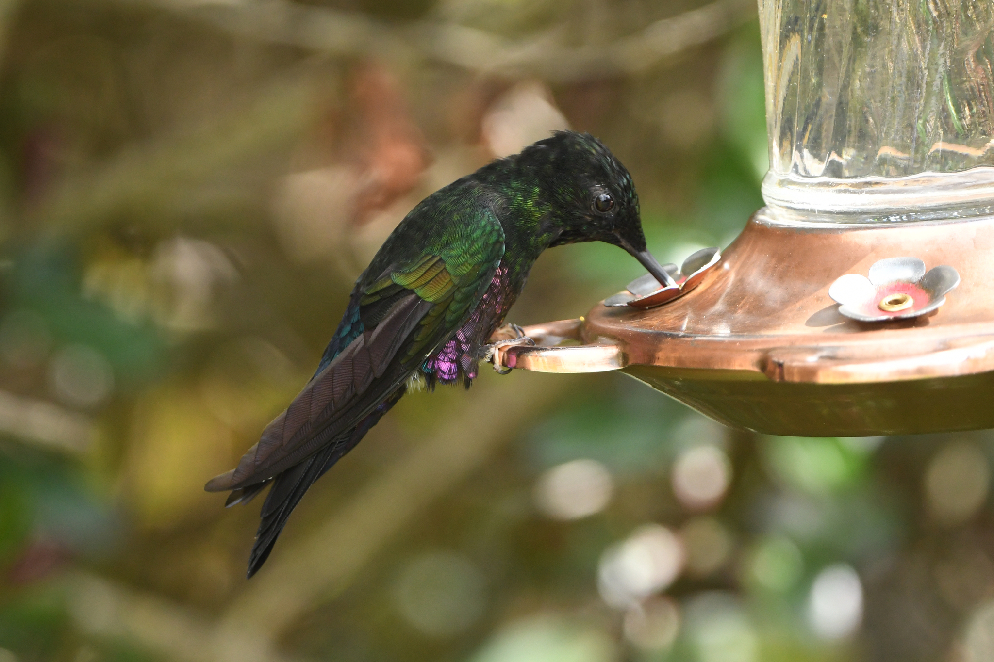 Blue-throated Starfrontlet (Coeligena helianthea), photo 3