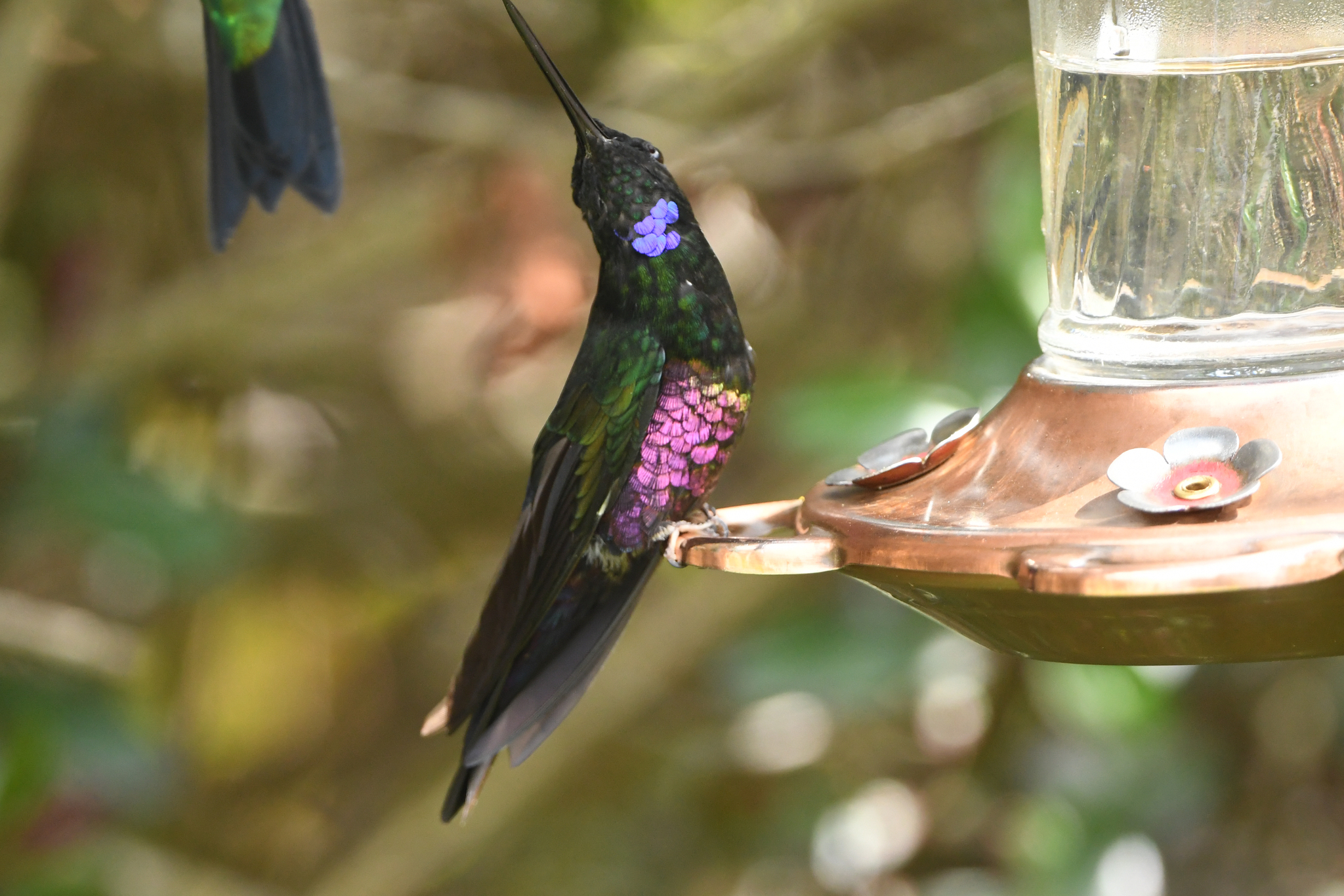 Blue-throated Starfrontlet (Coeligena helianthea), photo 2
