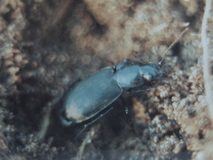 Licinus depressus