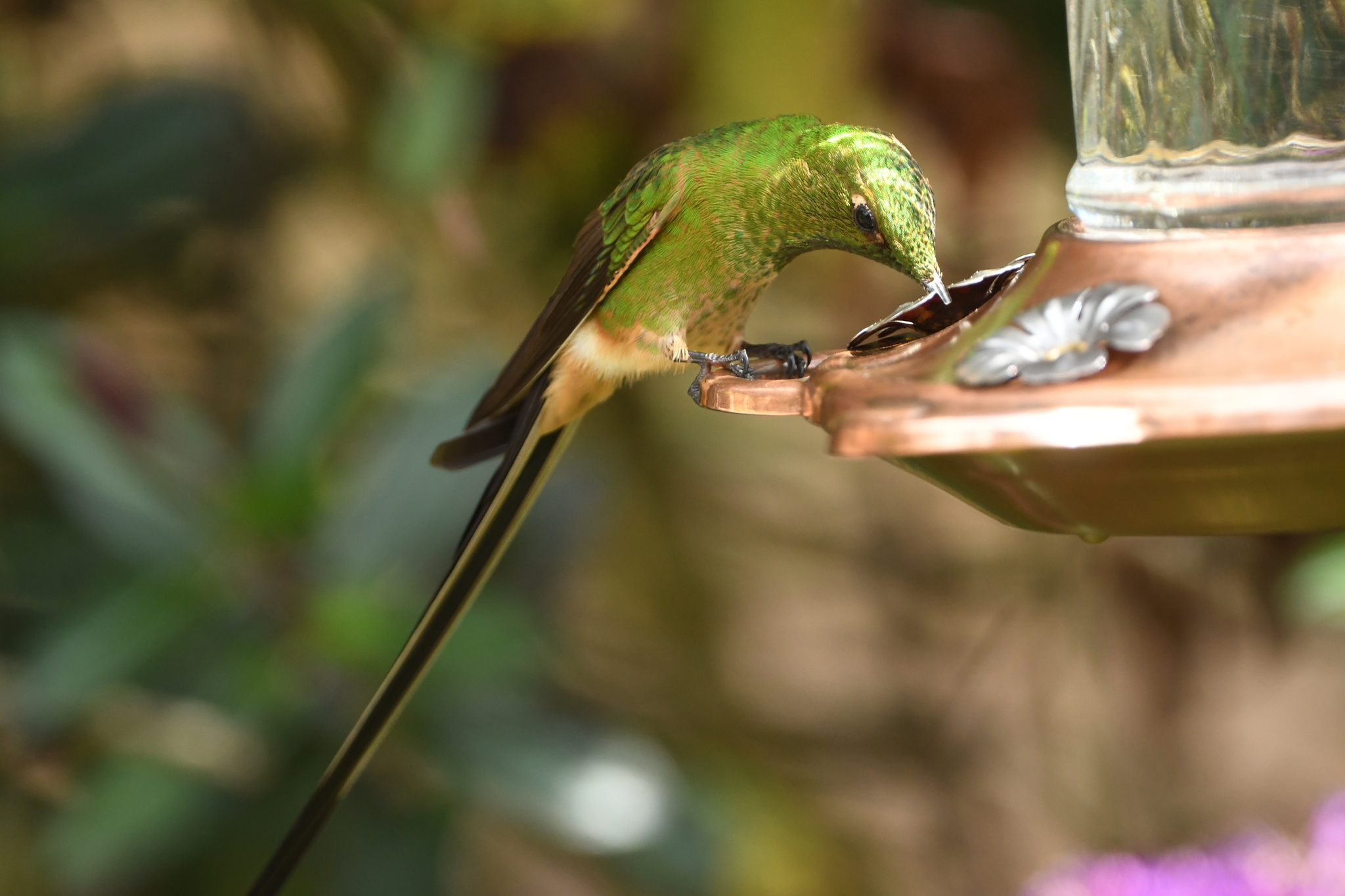 Black-tailed Trainbearer (Lesbia victoriae), photo 7
