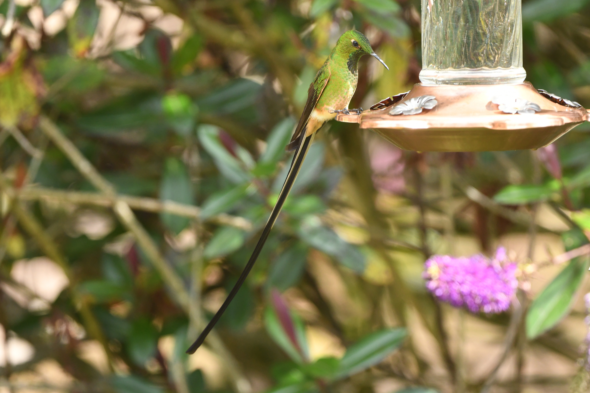 Black-tailed Trainbearer (Lesbia victoriae), photo 6