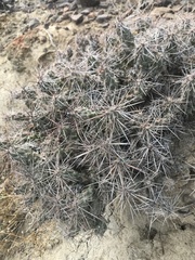 Grusonia