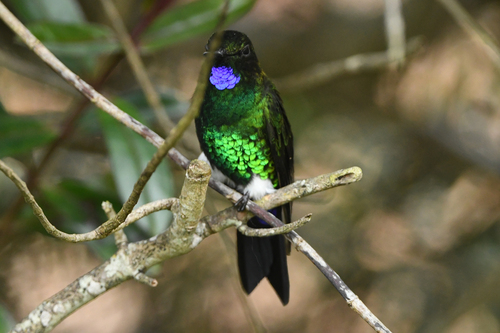 Glowing Puffleg (Eriocnemis vestita), photo 9
