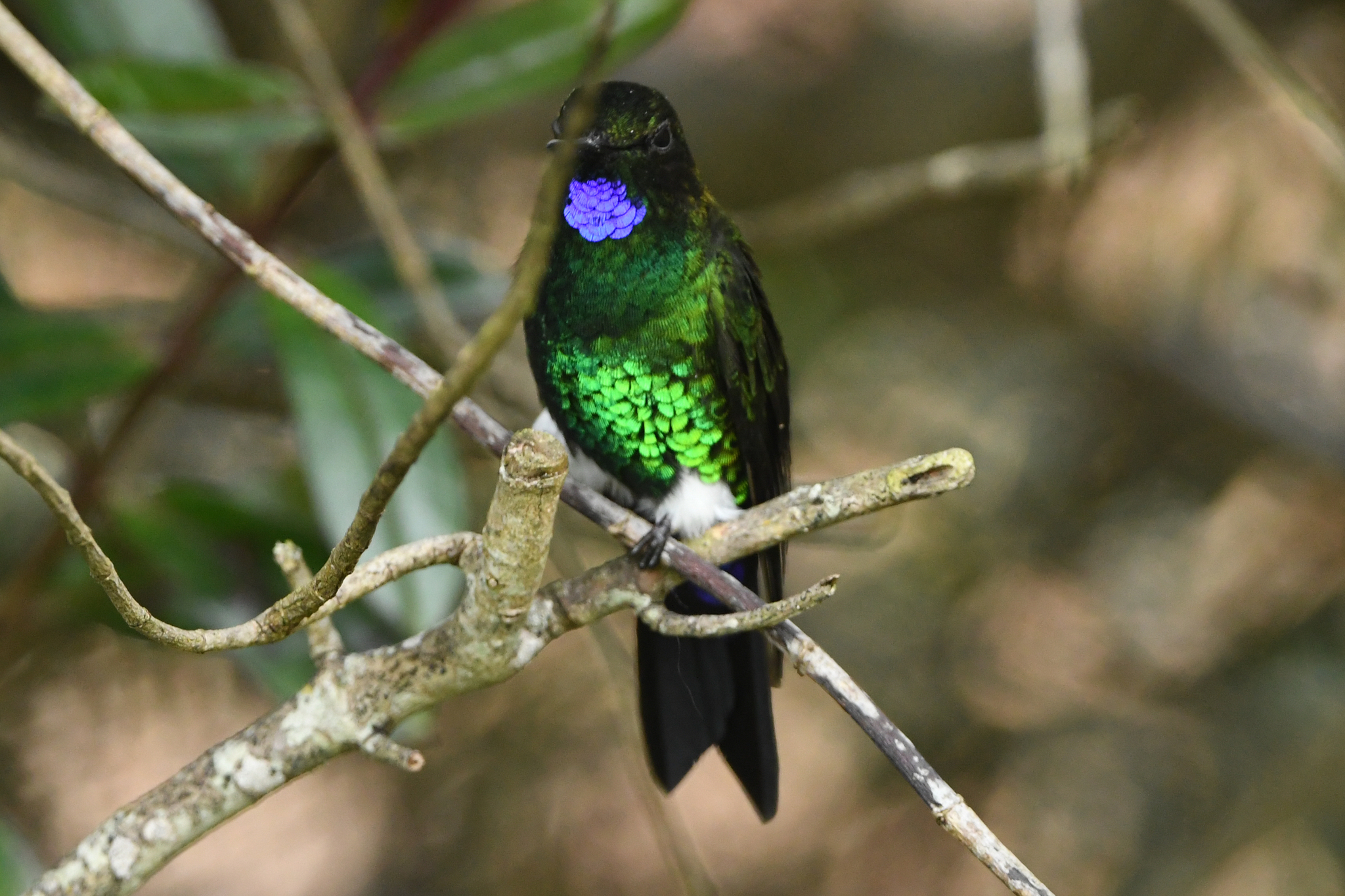 Glowing Puffleg (Eriocnemis vestita), photo 9