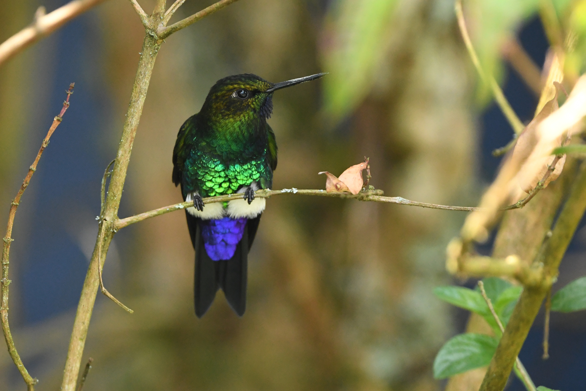 Glowing Puffleg (Eriocnemis vestita), photo 8