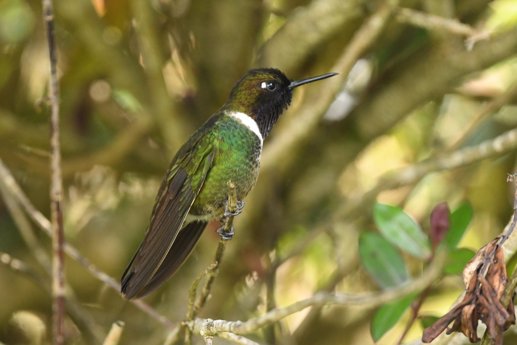 Longuemare's Sunangel (Heliangelus clarisse), photo 4
