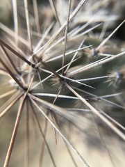 Grusonia