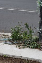 Plantago lanceolata
