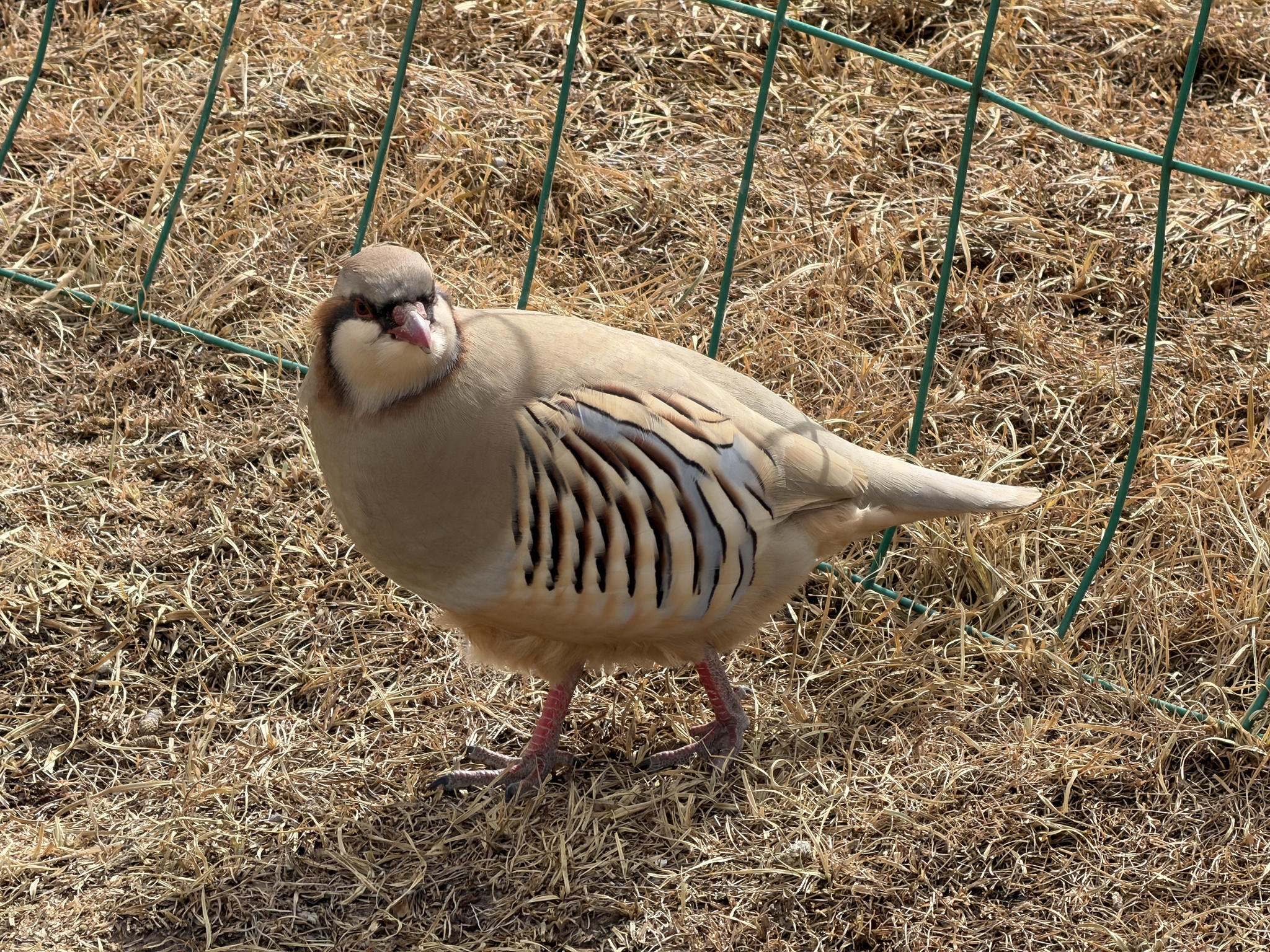 Przevalski's Partridge