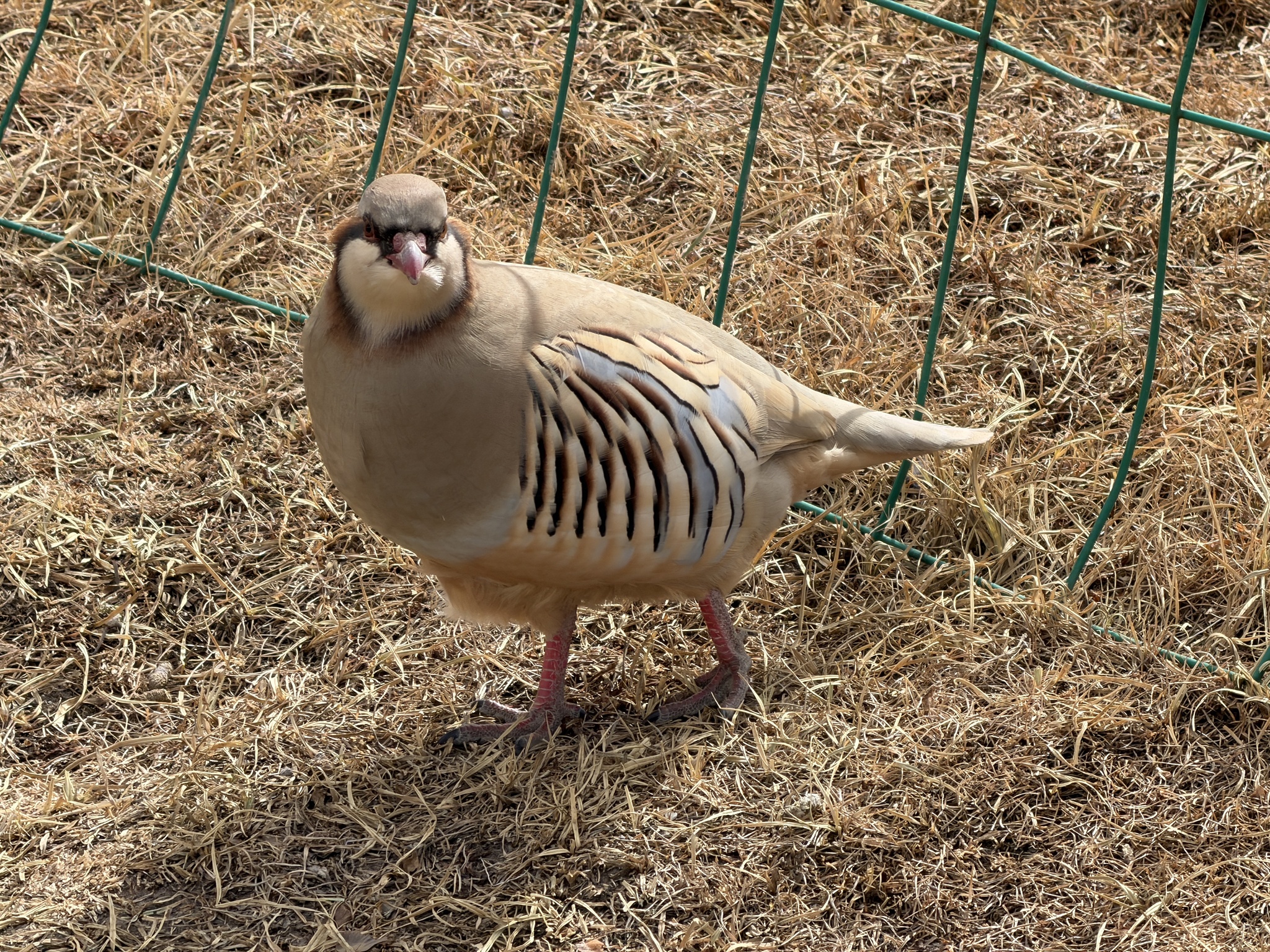 Przevalski's Partridge