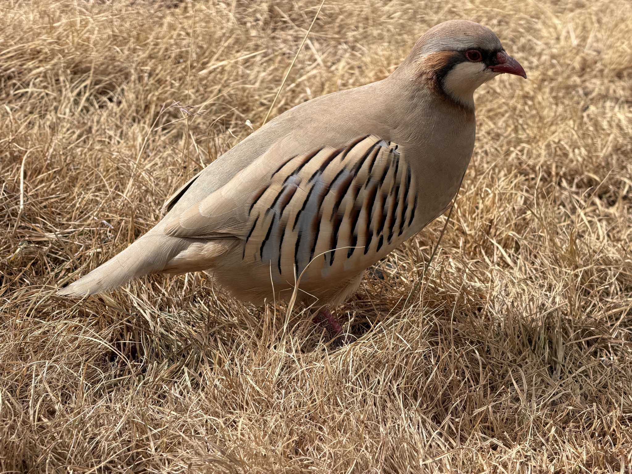Przevalski's Partridge