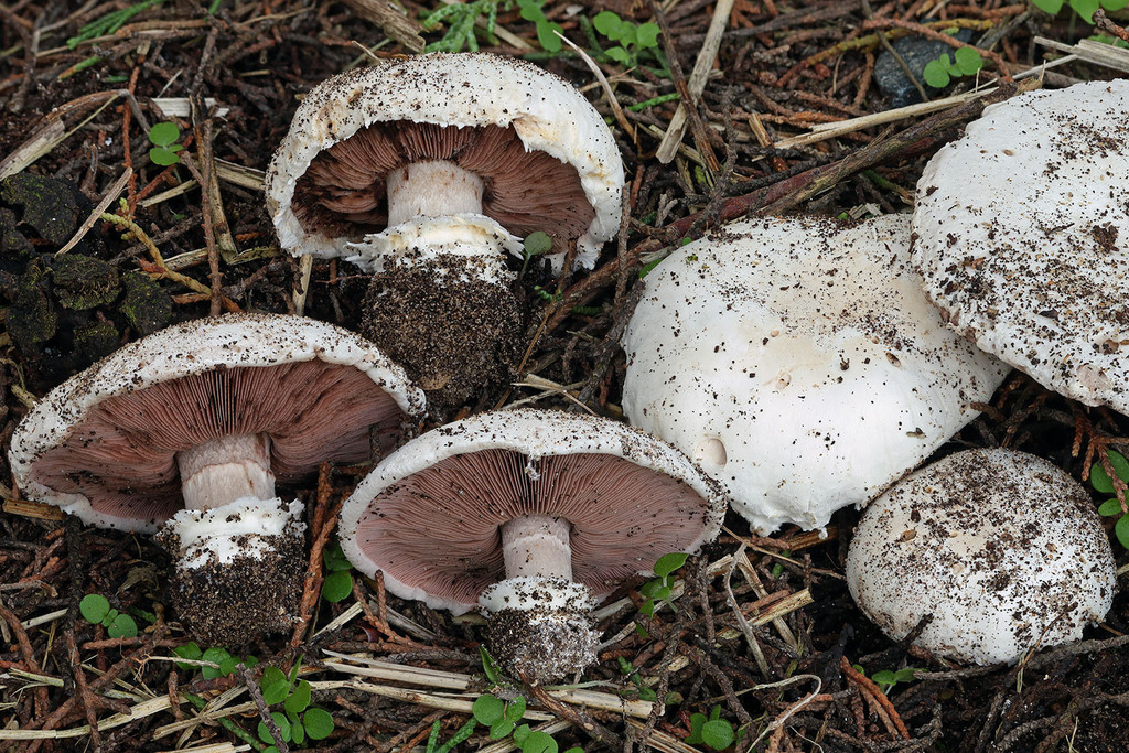 Agaricus bernardii · November 2025 · photo: © mycobel (iNaturalist, cc-by)