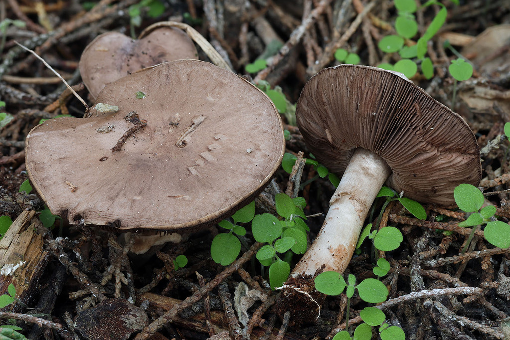 Agaricus cupressicola