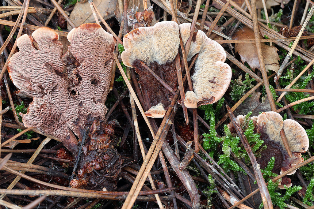 Hydnellum ferrugineum