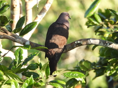 Patagioenas subvinacea