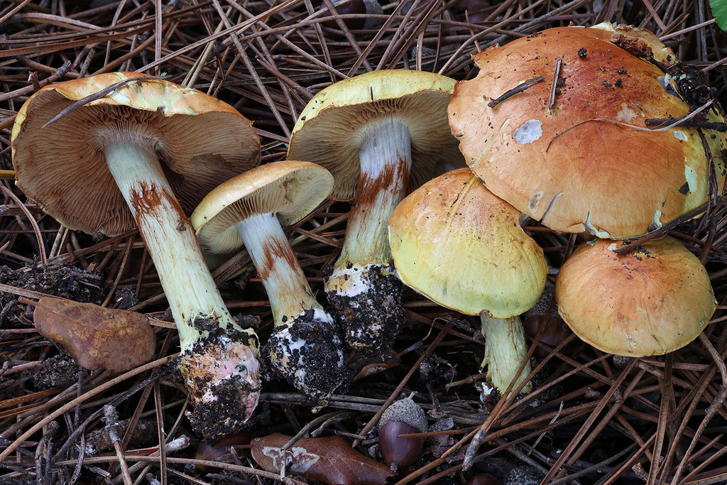 Calonarius cedretorum