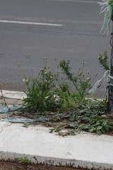 Plantago lanceolata