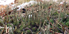 Cladonia acuminata