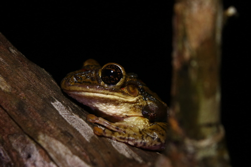 Bokermann's Casque-headed Treefrog, Trachycephalus atlas