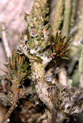Cladonia acuminata