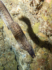 Gymnothorax annasona