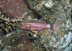 Cheilodipterus macrodon