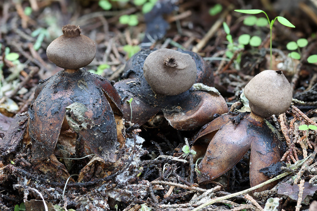 Geastrum fornicatum · November 2025 · photo: © mycobel (iNaturalist, cc-by)
