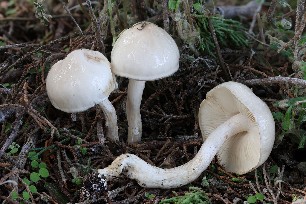 Zhuliangomyces illinitus · November 2025 · photo: © mycobel (iNaturalist, cc-by)