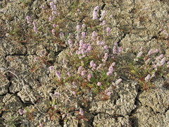 Psylliostachys spicata