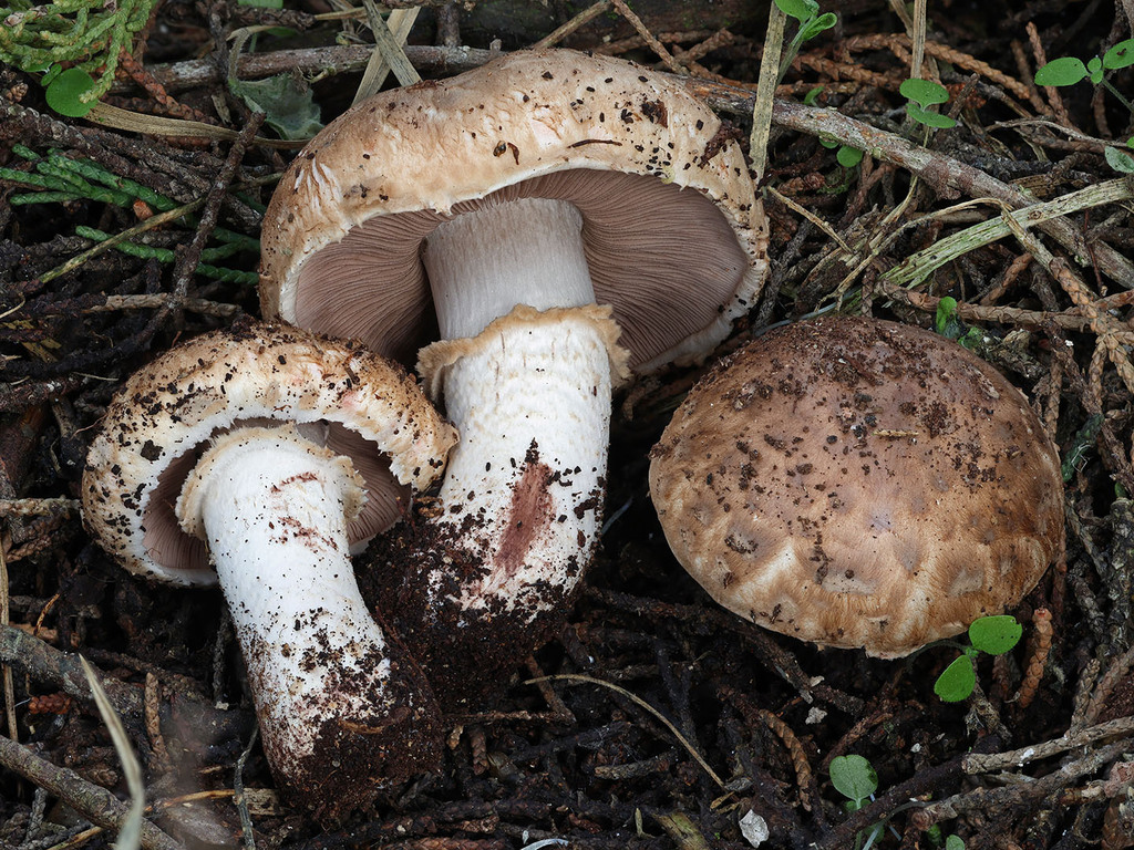 Agaricus boisseletii