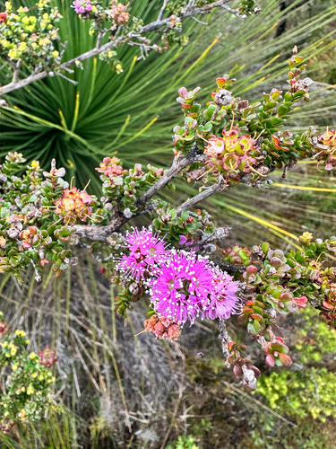 Kunzea recurva, photograph 4