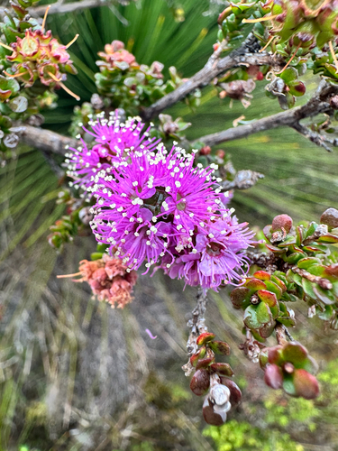 Swamp Kunzea (Kunzea recurva)
